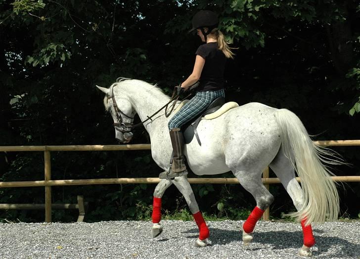 Arabisk fuldblod (OX) Shaheen Aziz *Solgt* - Trav. Foto: Mor. billede 14