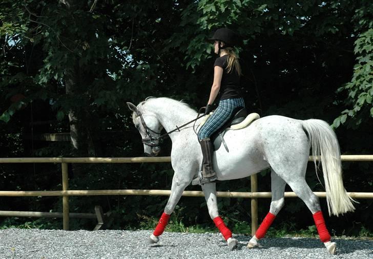 Arabisk fuldblod (OX) Shaheen Aziz *Solgt* - Trav. Foto: Mor. billede 15