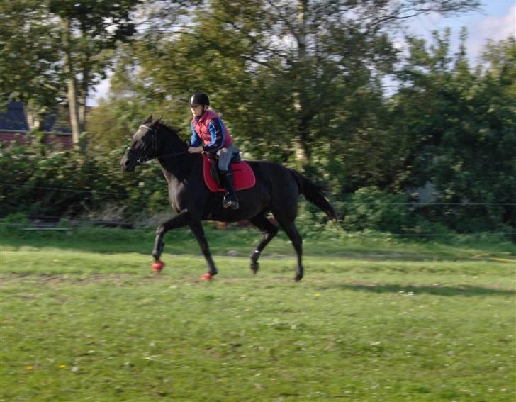 Traver gutta bee # R.I.P # - en rask trave tur  billede 9