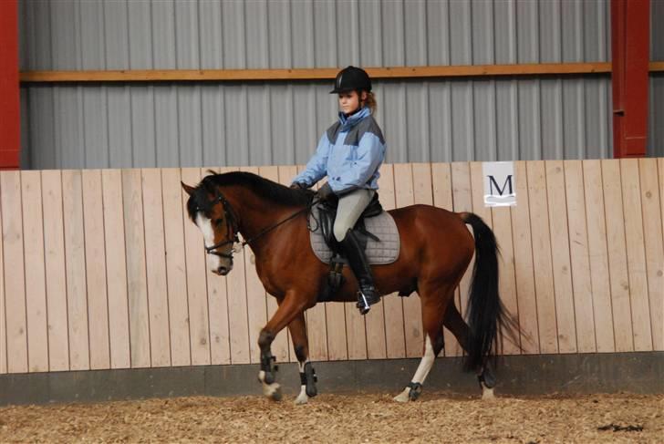 Anden særlig race Popeye B-PONY billede 8