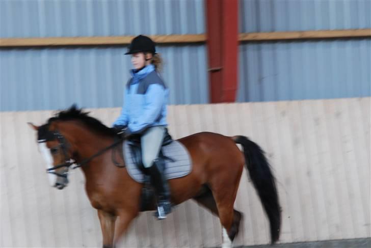 Anden særlig race Popeye B-PONY billede 9