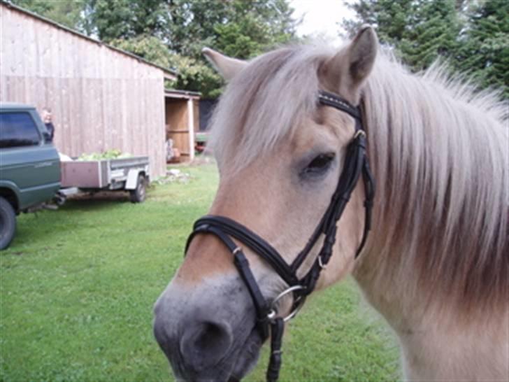 Fjordhest Mastrup Paw 1982-2009 billede 11