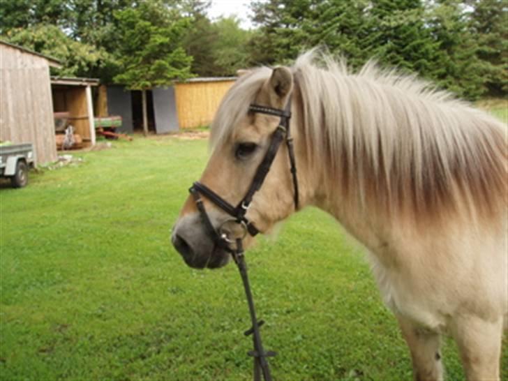 Fjordhest Mastrup Paw 1982-2009 billede 12