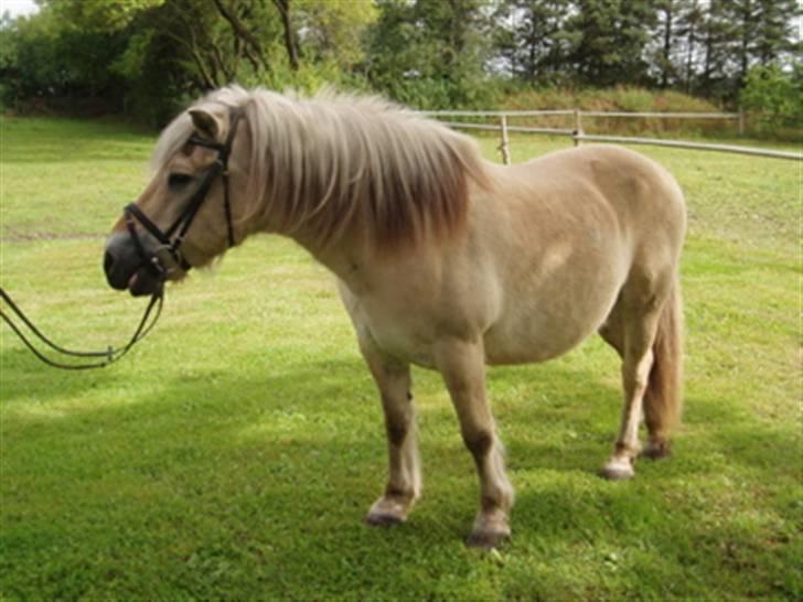 Fjordhest Mastrup Paw 1982-2009 billede 14