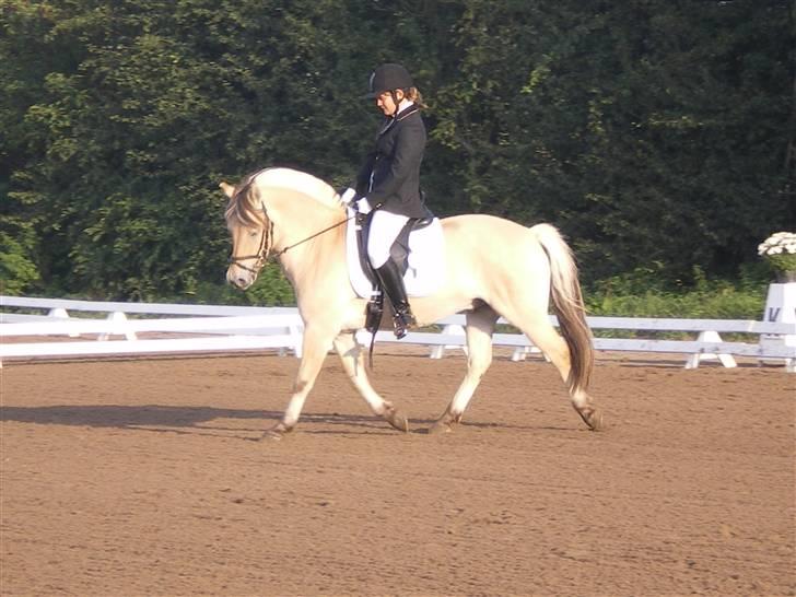 Fjordhest Arkibald ***SOLGT*** - Arkibald og jeg til Stævne Syd 2008  billede 15