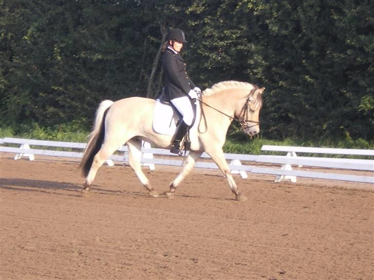 Fjordhest Arkibald ***SOLGT*** - Arkibald og jeg Stævne Syd 2008 billede 16