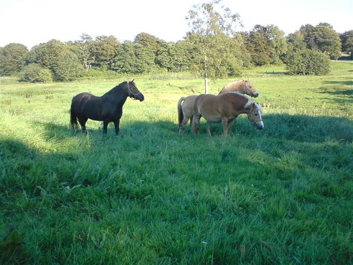 Haflinger Amanda - Nu med føl <33 billede 13