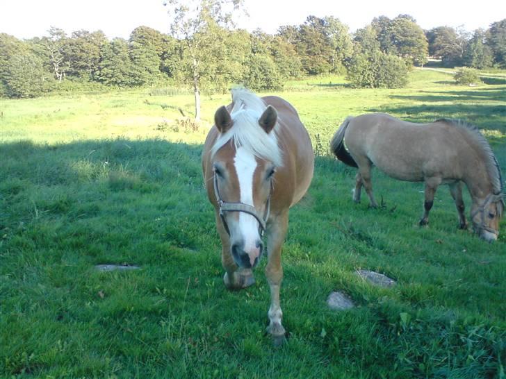 Haflinger Amanda - Nu med føl <33 billede 14