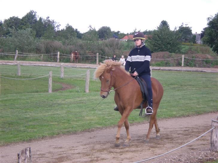 Islænder Sólfari fra Skannerup billede 10