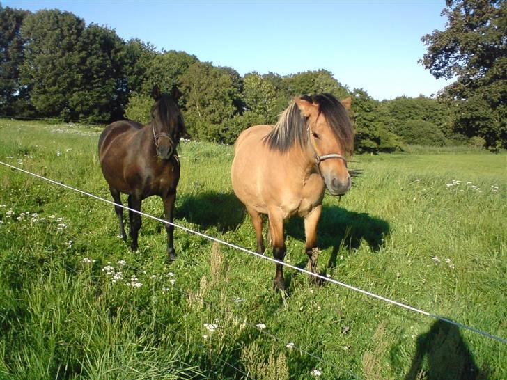 Anden særlig race Tulle SOLGT billede 12