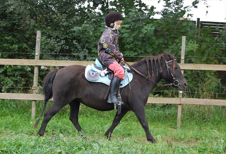 Anden særlig race Pondine - 3)  billede 3