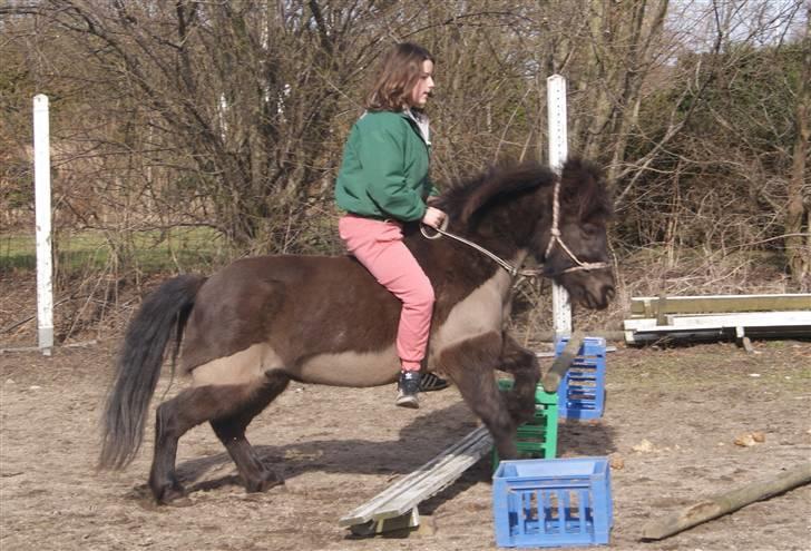 Anden særlig race Pondine - 6) billede 6