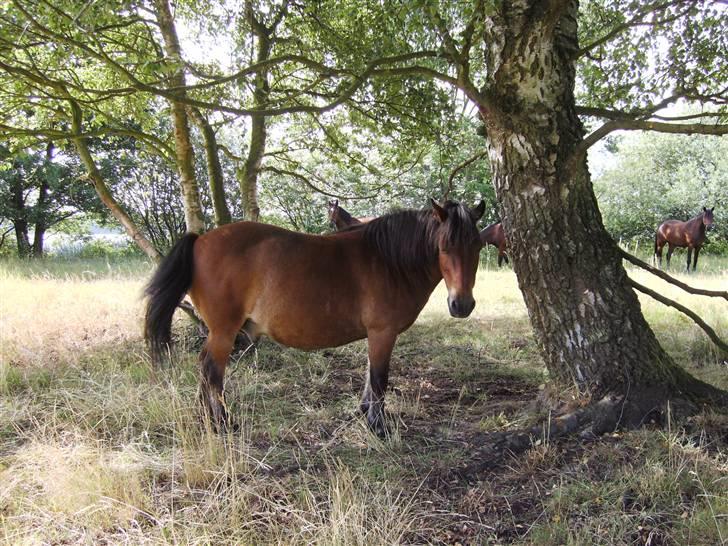 Shetlænder Klaus billede 11