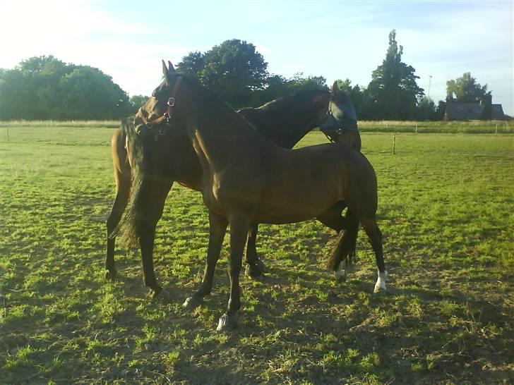Dansk Varmblod Kongelunden Anastacia RIP - Anastacia og hendes bedste veninde på efterskolen :D  billede 11