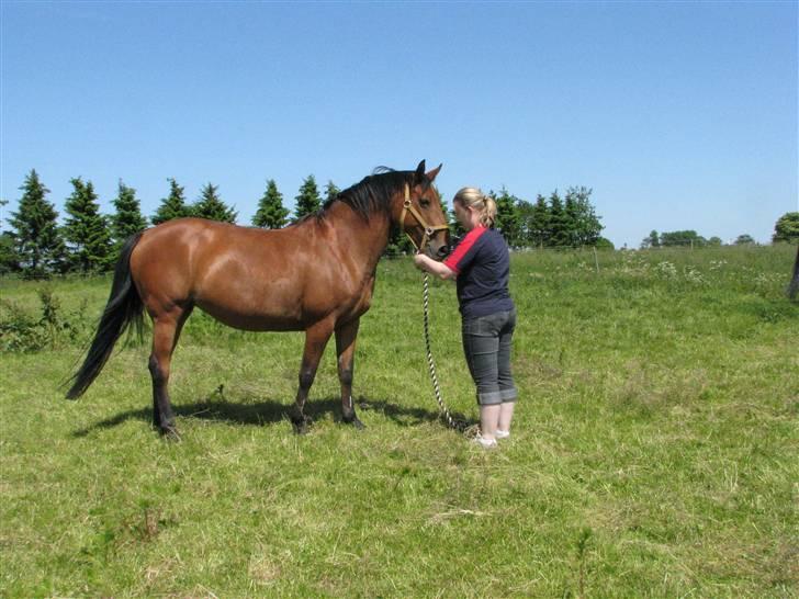 Dansk Varmblod Lobell <3 R.I.P <3 - MÅ IKKE KOPIERES billede 1