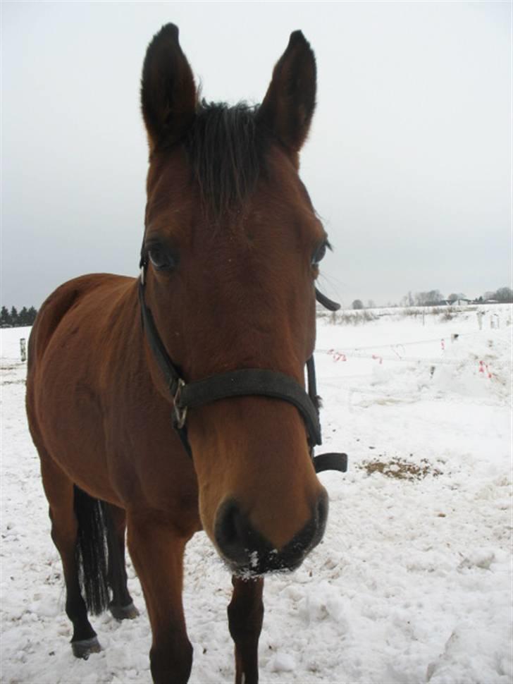 Dansk Varmblod Lobell <3 R.I.P <3 - MÅ IKKE KOPIERES billede 2