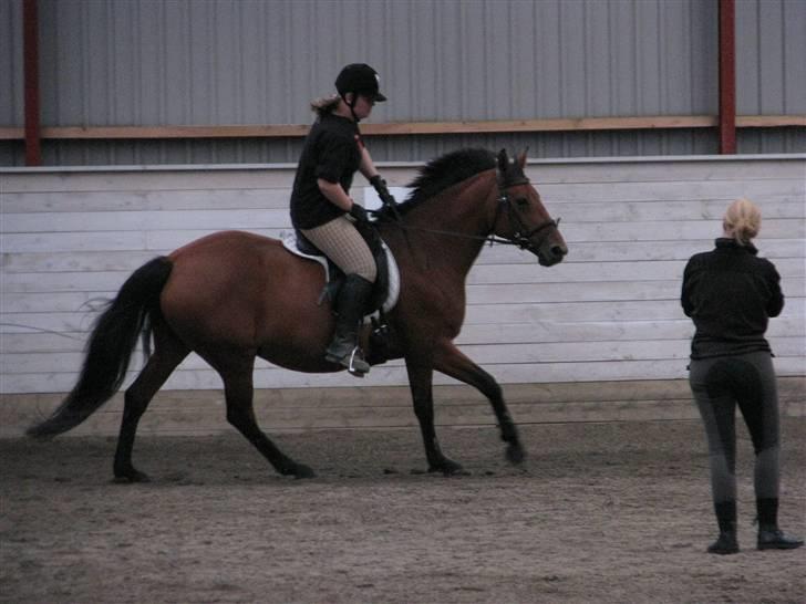 Dansk Varmblod Lobell <3 R.I.P <3 - MÅ IKKE KOPIERES billede 3