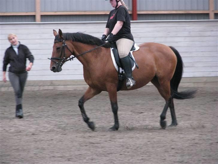 Dansk Varmblod Lobell <3 R.I.P <3 - MÅ IKKE KOPIERES billede 4