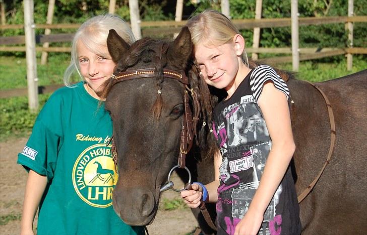 Anden særlig race Pondine - 8) billede 8