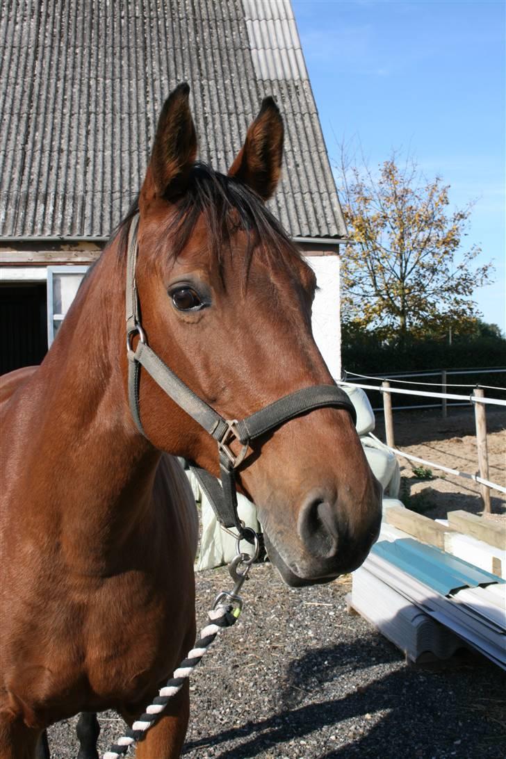 Dansk Varmblod Lobell <3 R.I.P <3 - MÅ IKKE KOPIERES billede 5