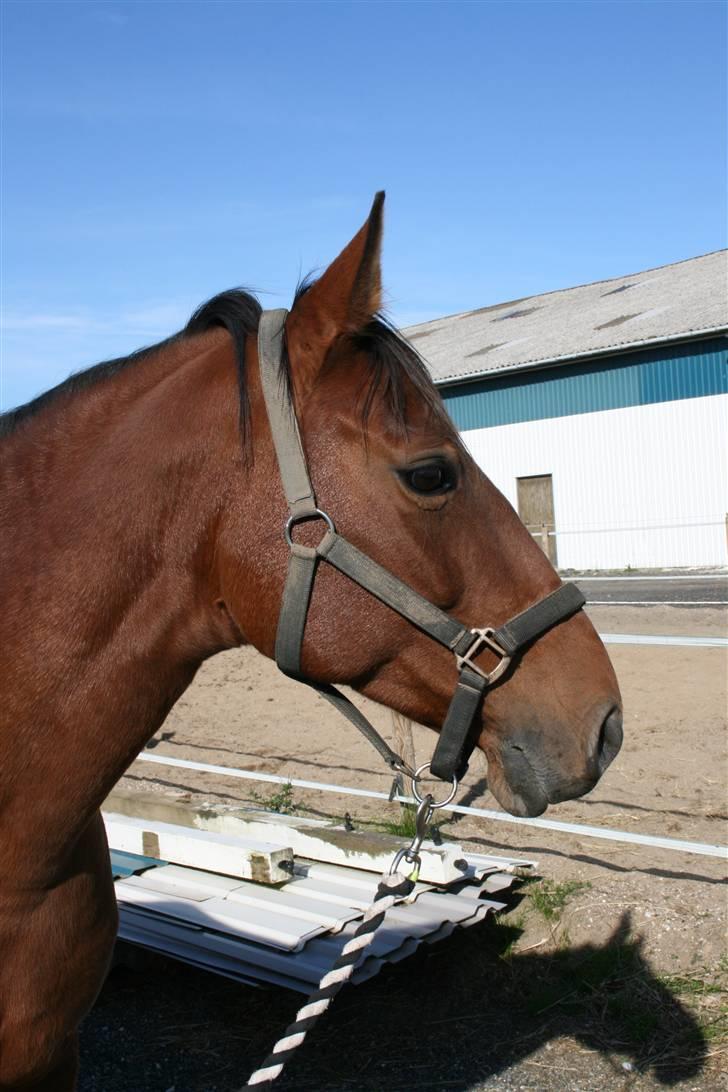 Dansk Varmblod Lobell <3 R.I.P <3 - MÅ IKKE KOPIERES billede 6