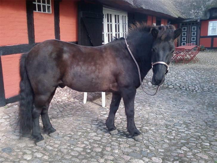 Islænder Sliepnir<3 R.I.P :'( - Smukke slippy billede 6