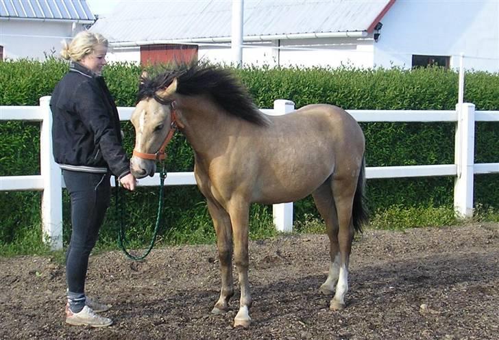 Welsh Partbred (Sec F) Bailey II Blue - Lillemand Maj09 billede 3