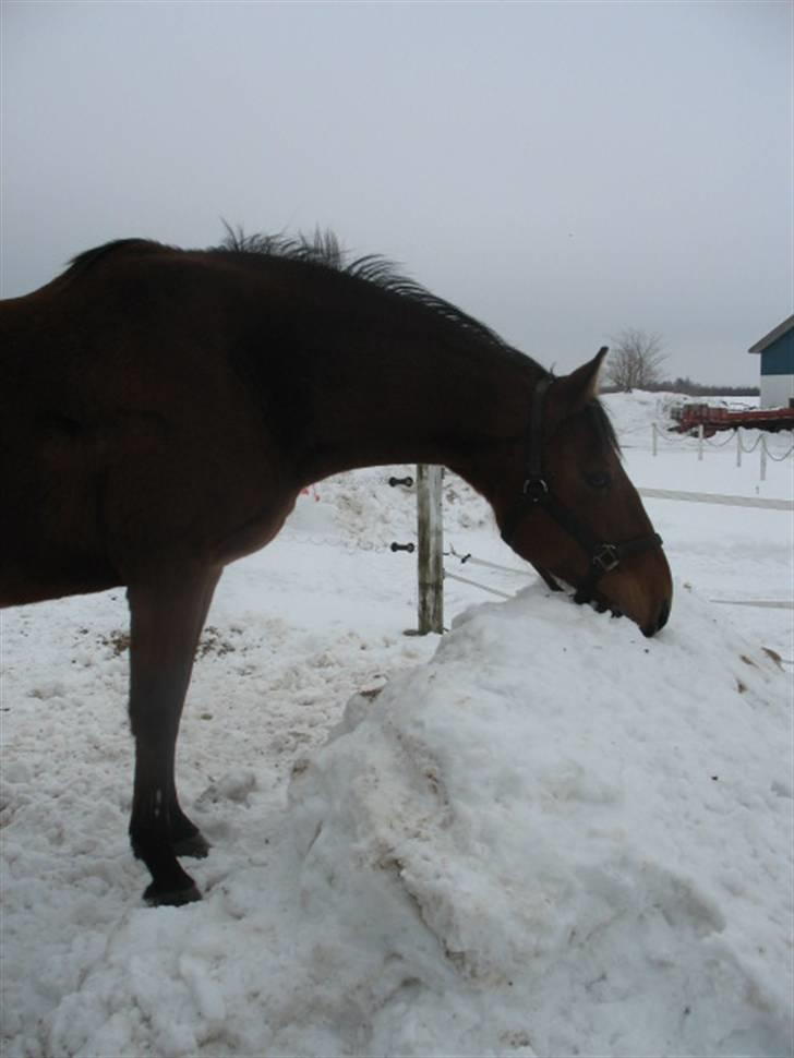 Dansk Varmblod Lobell <3 R.I.P <3 - MÅ IKKE KOPIERES billede 7