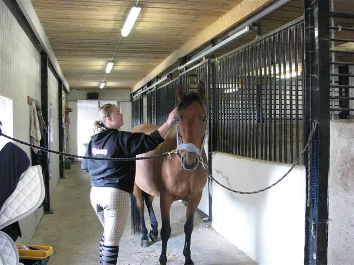 Dansk Varmblod Lobell <3 R.I.P <3 - MÅ IKKE KOPIERES billede 9