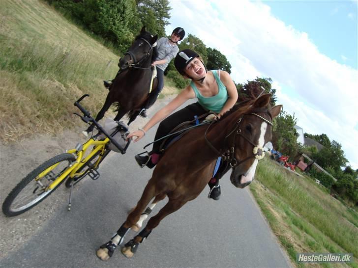 Anden særlig race Irish image SOLGT :'( billede 15