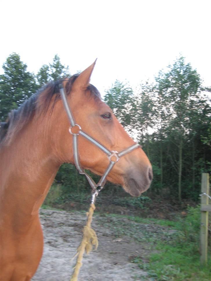 Anden særlig race Robin-Rider den ikke mere billede 1