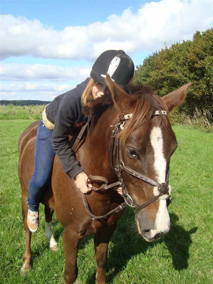 Anden særlig race Irish image SOLGT :'( billede 16