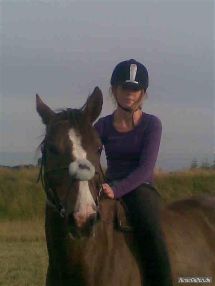 Anden særlig race Irish image SOLGT :'( billede 17