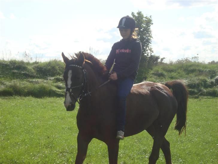 Anden særlig race Irish image SOLGT :'( billede 18