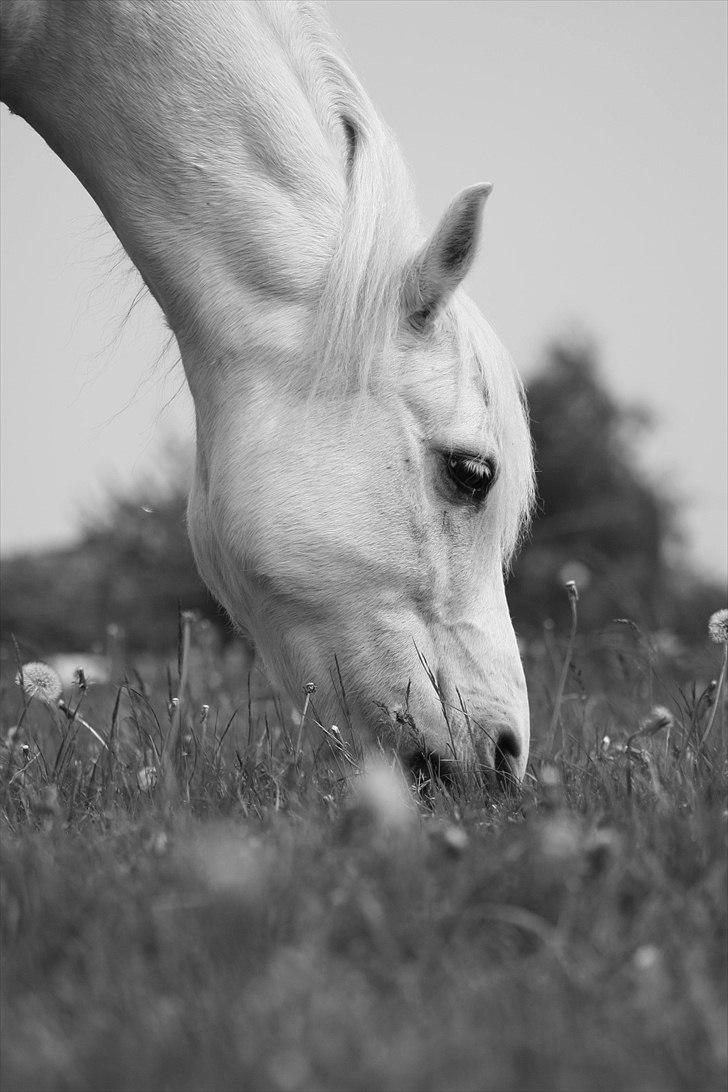 Connemara - Baloo <3 ! billede 8