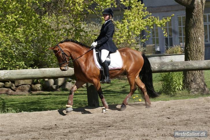 Anden særlig race Magnus DRØMME PONYEN)<3 - Kun min nummer 2 La6 red til 61,?? så var godt tilfreds...:) billede 2