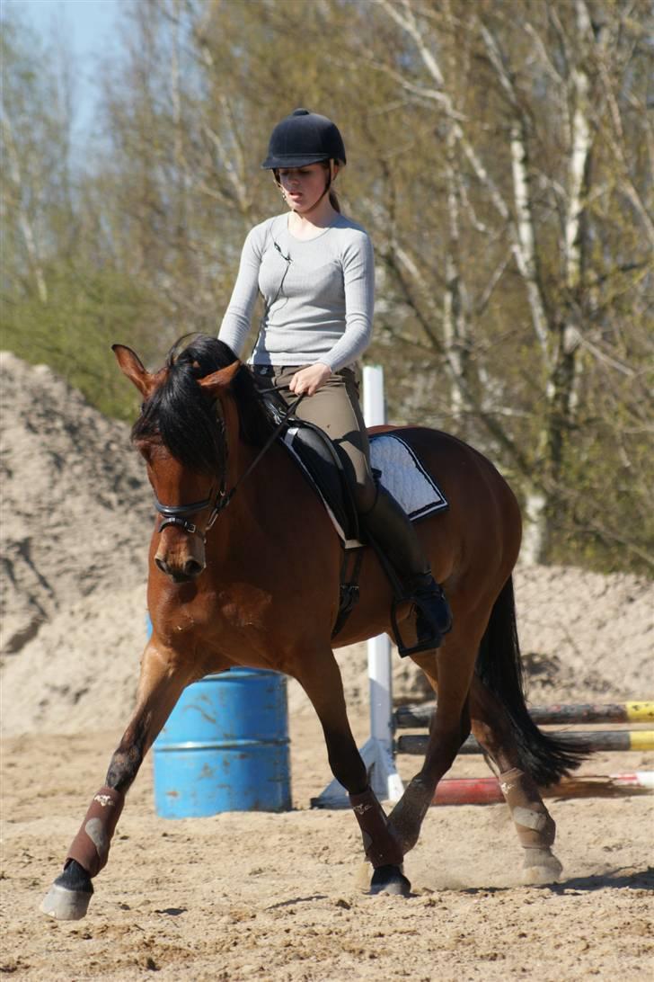 Anden særlig race Magnus DRØMME PONYEN)<3 billede 4