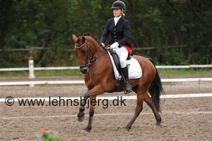 Anden særlig race Magnus DRØMME PONYEN)<3 billede 9