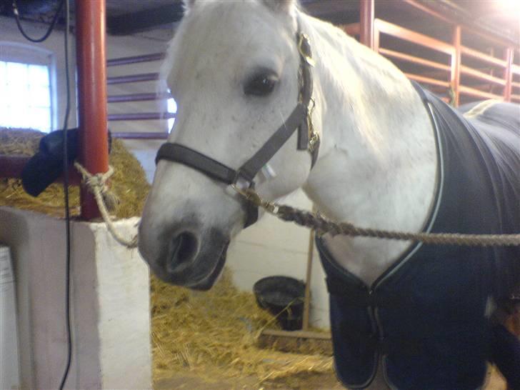 Connemara Skousboe Make My way - Make ude i stalden i Vinters :D  billede 2