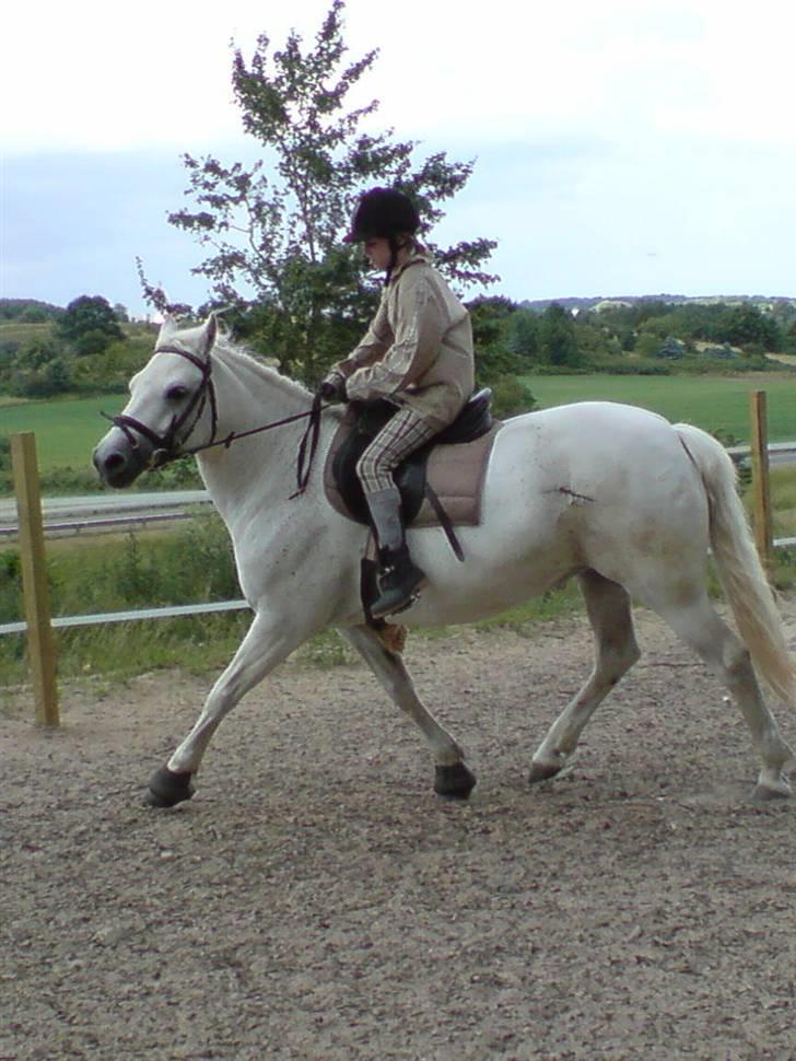 Connemara Skousboe Make My way - Make og jeg rider dressur på banen, tag jer ikke af min opstilling ;) haha  billede 4