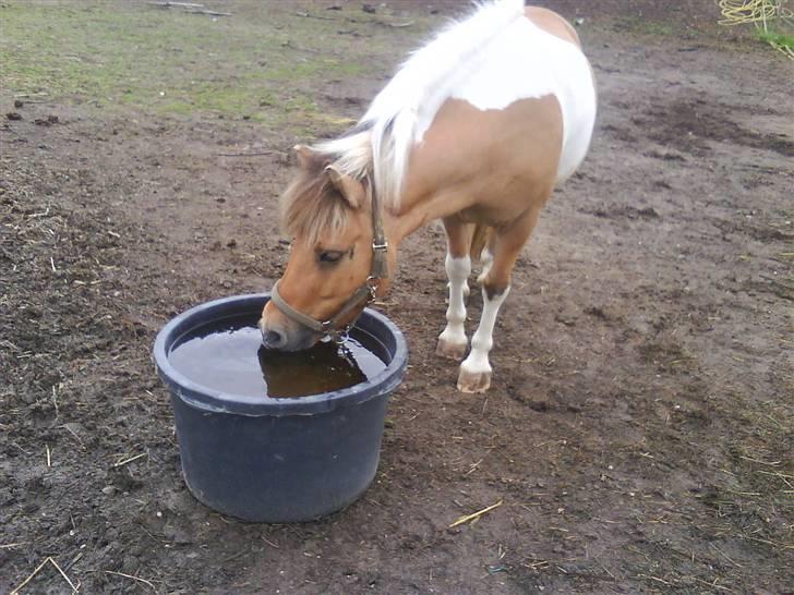Shetlænder | Albert - jeg blev lige lidt tørstig billede 13