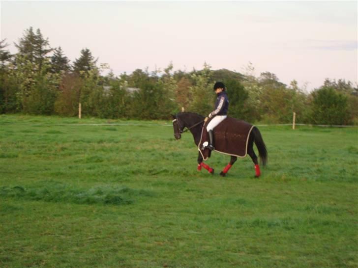 New Forest Vesterhedegård's Arak - Jeg og arak skridter varm ,14-09-2008 billede 10