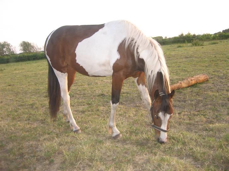 Pinto Sandra  billede 2