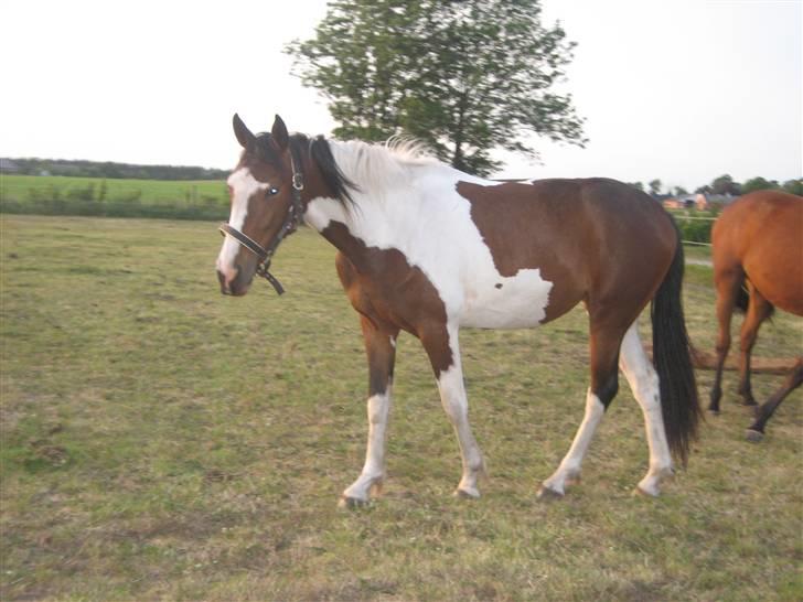 Pinto Sandra  - min søde Sandra <<33333 billede 3