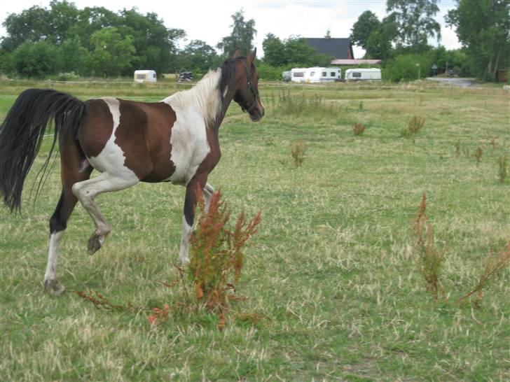 Pinto Sandra  - åhh det klør arrrr<3333 billede 4