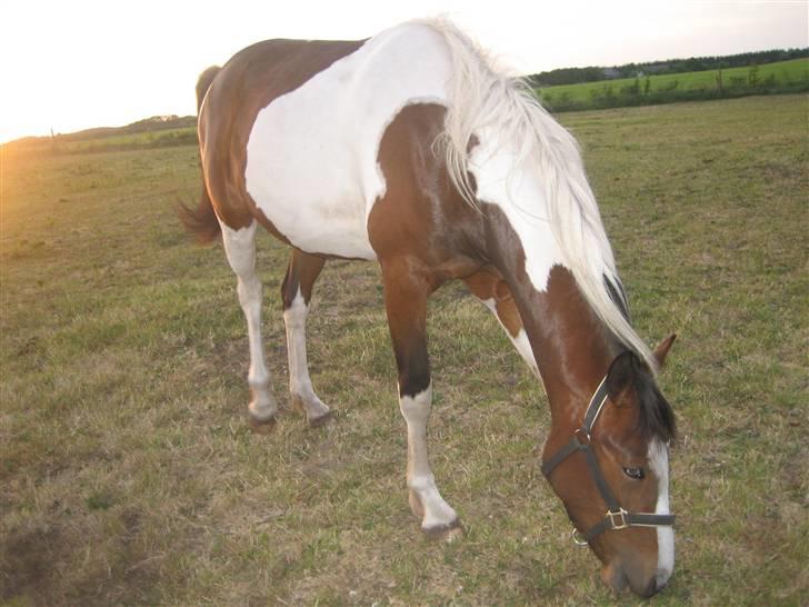 Pinto Sandra  - mums græs=) billede 5