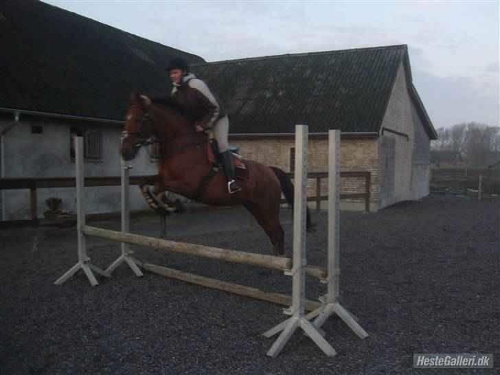 Dansk Varmblod Kaiser RIP (SOLGT) - sidste gang jeg sprang på ham ... hygge spring :) billede 4