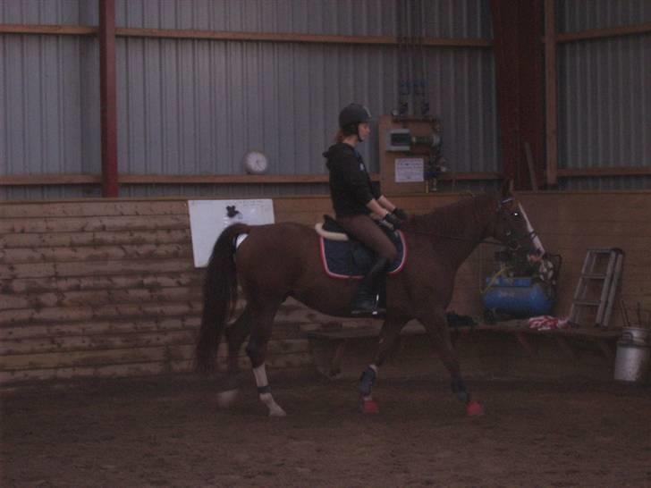 DSP Sejerøs Jackie (udlånt) billede 5