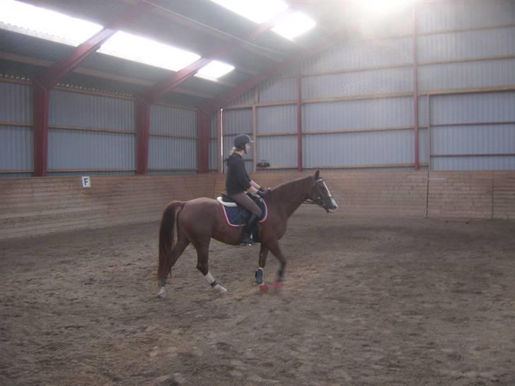 DSP Sejerøs Jackie (udlånt) billede 7