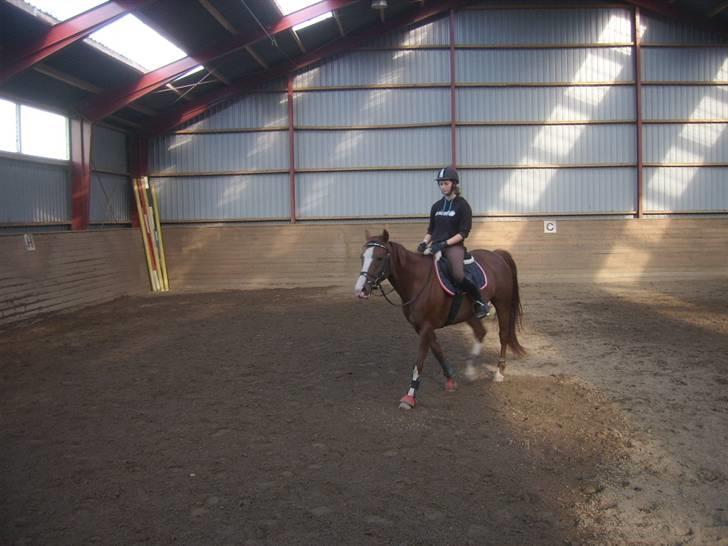 DSP Sejerøs Jackie (udlånt) - Under tilridning 2008 billede 8